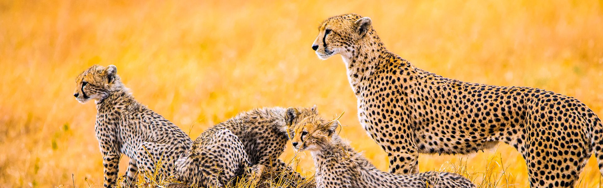 Geparden Familie in der Serengeti |  Karin Barth / Chamleon
