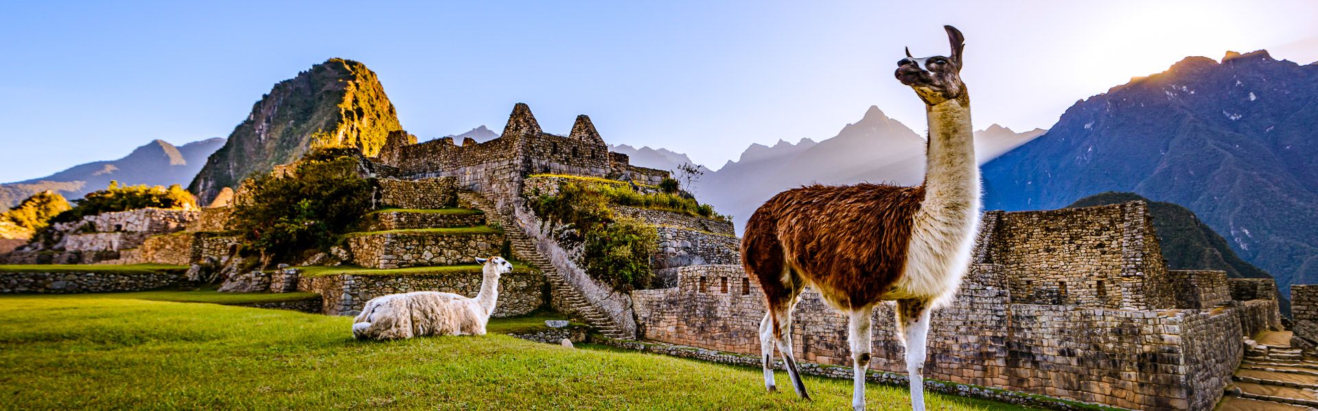 Lamas beim Sonnenaufgang in Machu Picchu |  OGphoto, iStockphoto.com / Chamleon