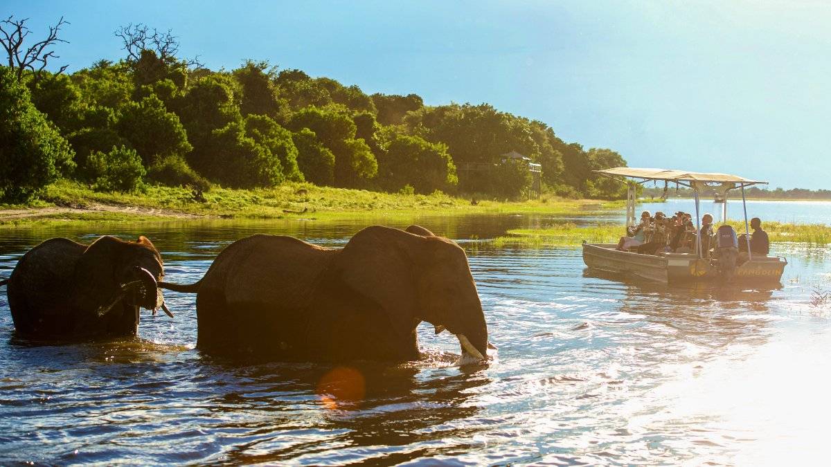 Elefanten zuschauen bei einer Flusssafari |  Peter Pack, Pack Safari / Chamleon