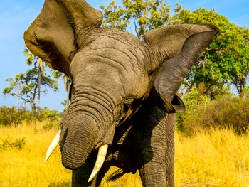 Elefant (© Kai-Uwe Küchler / Chamäleon)
