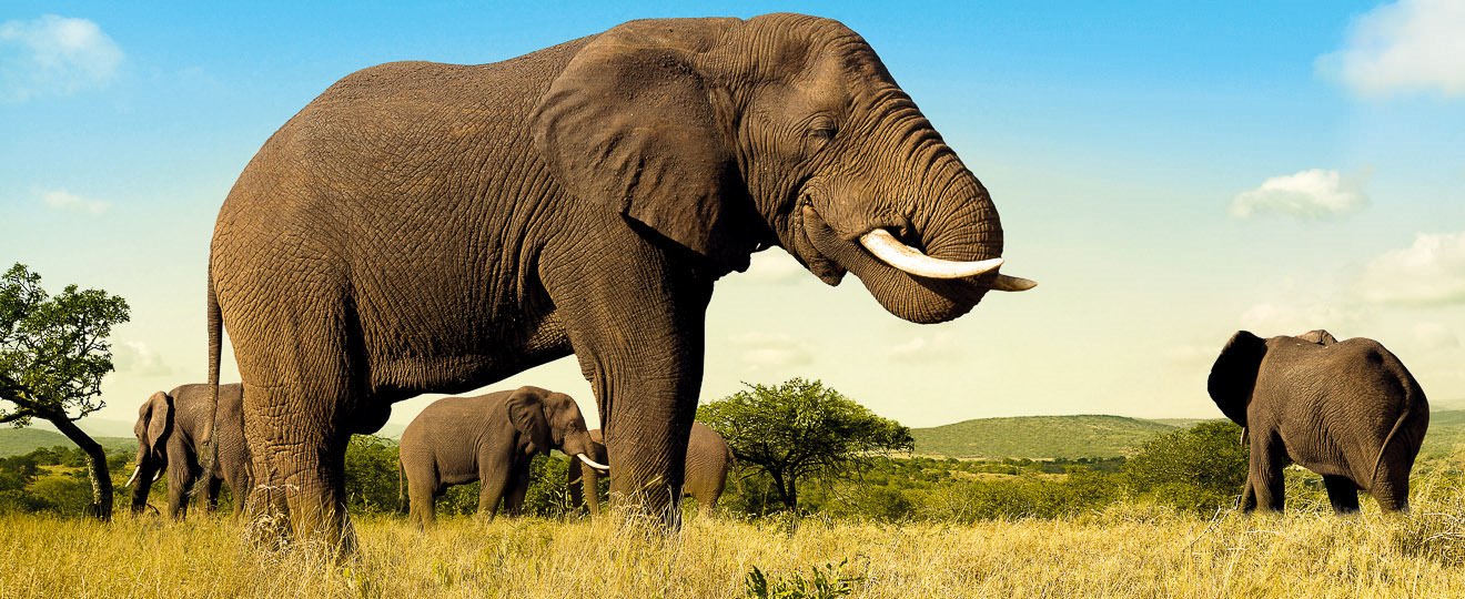 Elefanten, die Verwandten der Mammuts (© FVA Südafrika / Chamäleon)