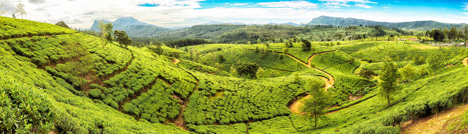 Riesige Teeplantage in Sri Lanka (© fmajor, iStockphoto.com / Chamäleon) Riesige Teeplantage in Sri Lanka (© fmajor, iStockphoto.com / Chamäleon)