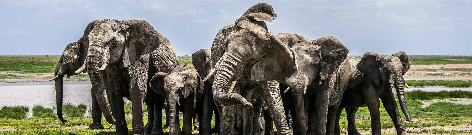 Elefantenfamilie im Serengeti Nationalpark (© Veronica Crocitti, EyeEm / Chamäleon) Elefantenfamilie im Serengeti Nationalpark (© Veronica Crocitti, EyeEm / Chamäleon)