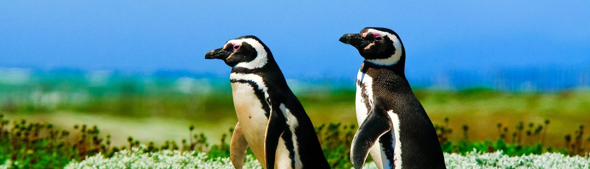 Pinguine nahe Punta Arenas |  Kai-Uwe Kchler, Art & Adventure / Chamleon