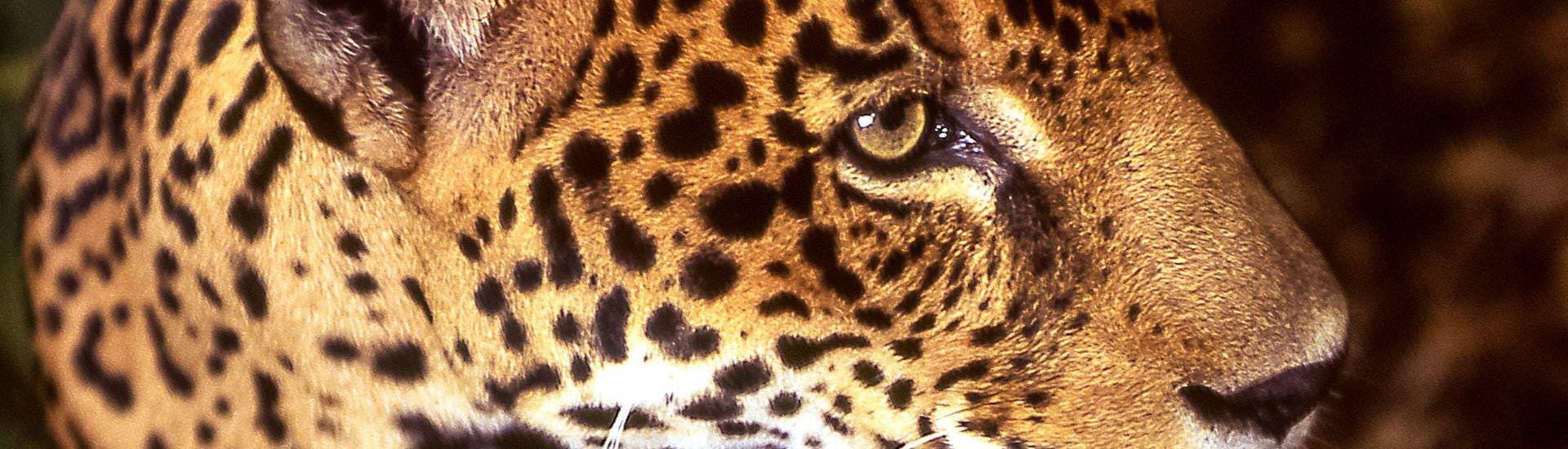 Jaguar | © Amadeus / Chamäleon
