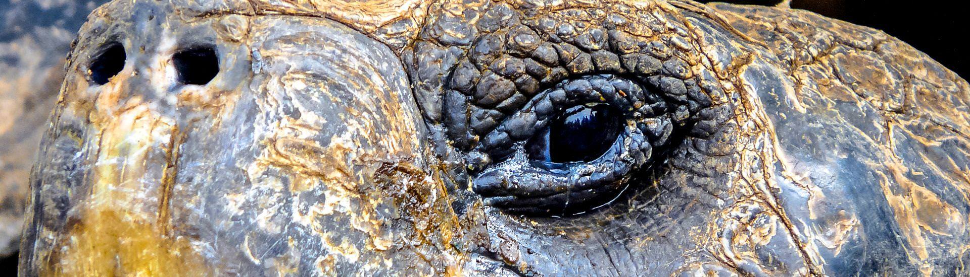 Schildkrte Closeup |  Nina Rusnak / Chamleon