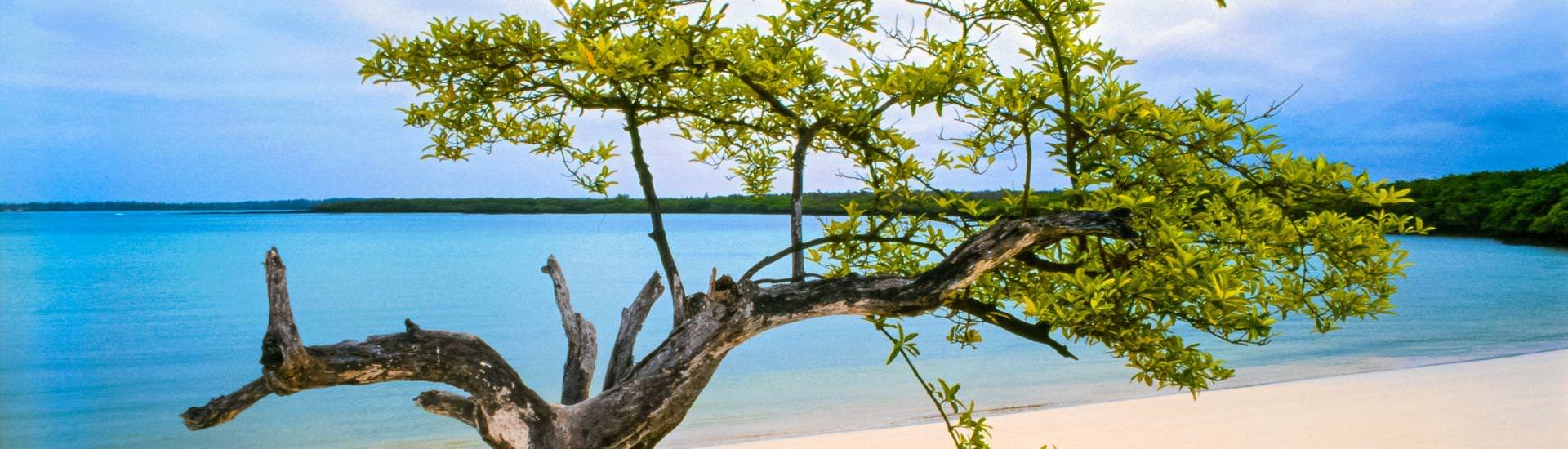 Tortuga Bay |  Morley Read, iStockphoto / Chamleon