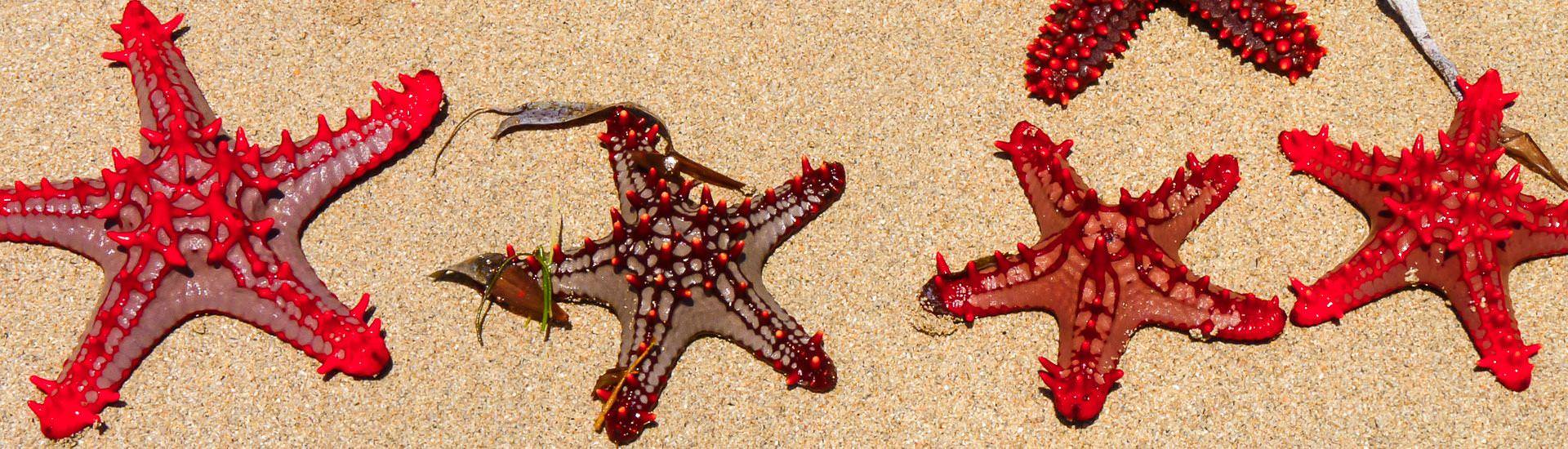 Seesterne am Diani Beach |  Ute Tschersich / Chamleon