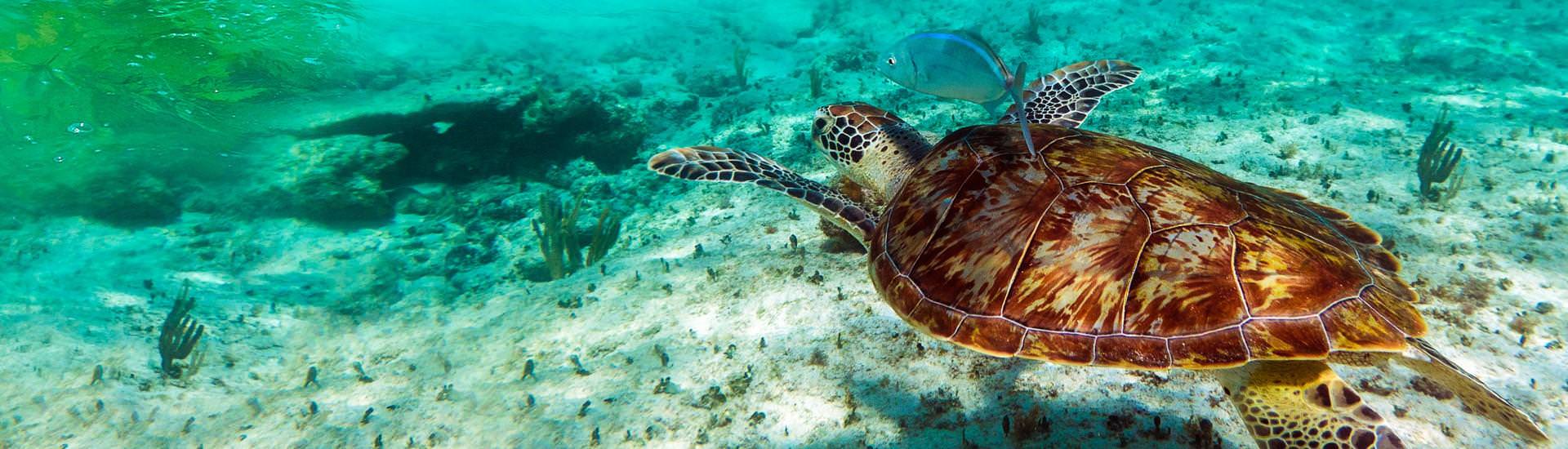 Schildkrte im Karibischen Meer |  Patryk Kosmider, iStockphoto.com / Chamleon