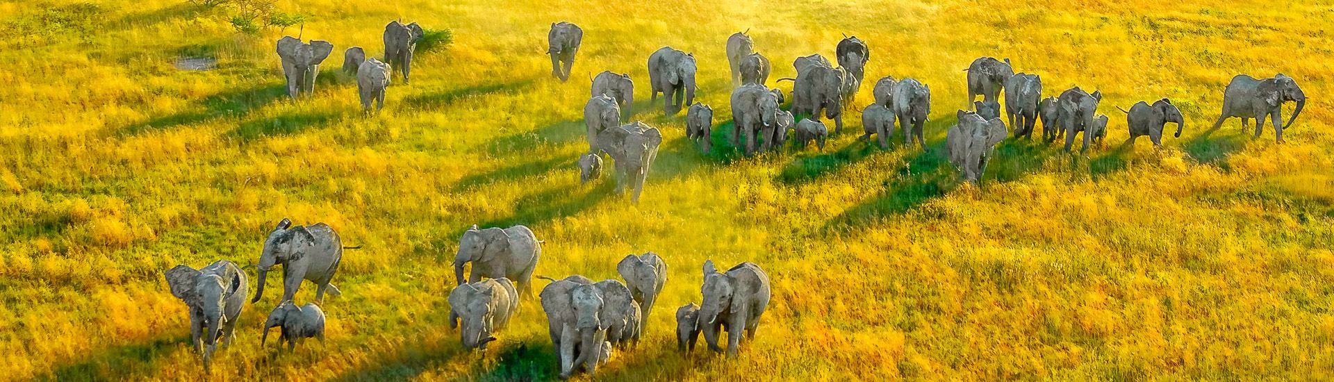 Elefanten im Etosha Nationalpark |  Kai Uwe Kchler / Chamleon