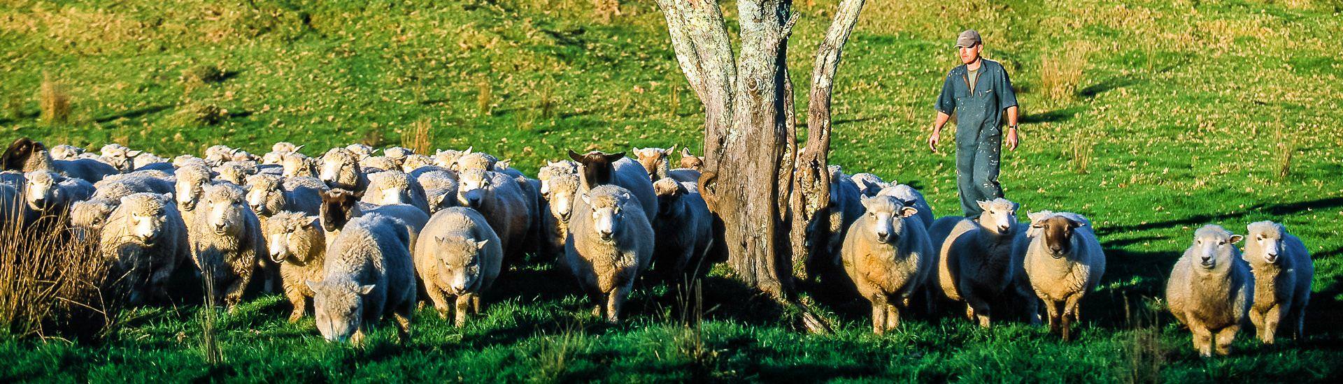 Farmer treibt seine Schafe |  Dirk Bleyer / Chamleon