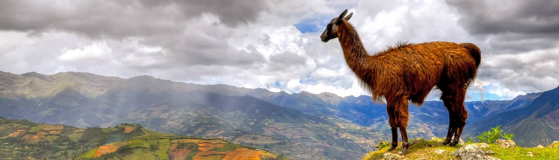 Lama vor Berglandschaft |  Stephan Sobiesinsky / Chamleon