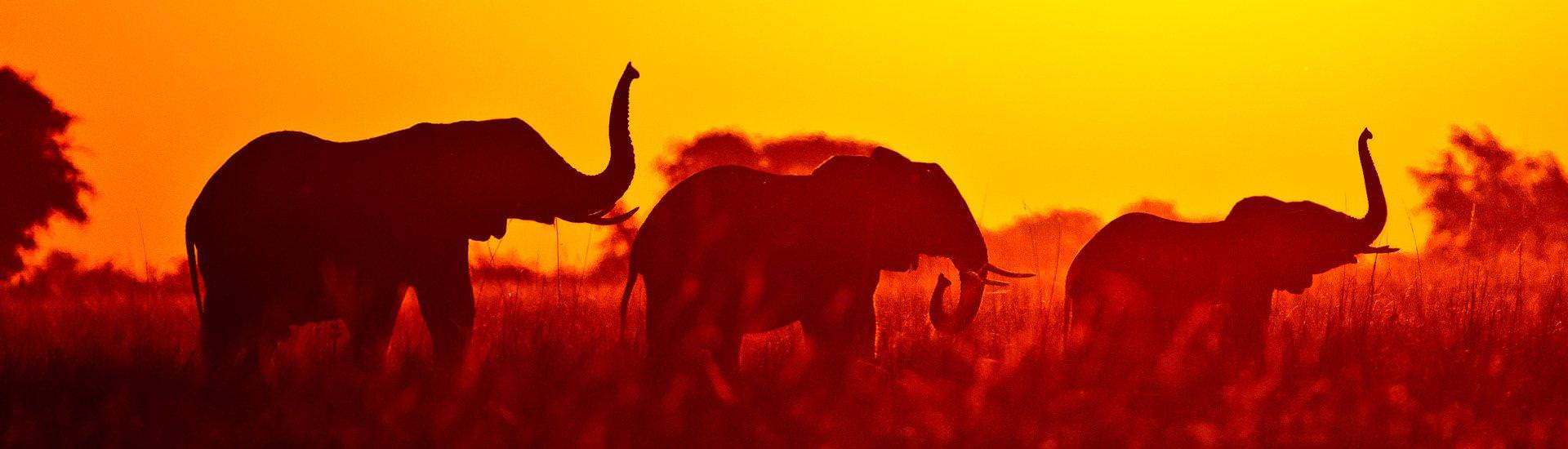 Elefanten im Chobe-Nationalpark |  Tom Varley, Ichobezi Safariboats  / Chamleon