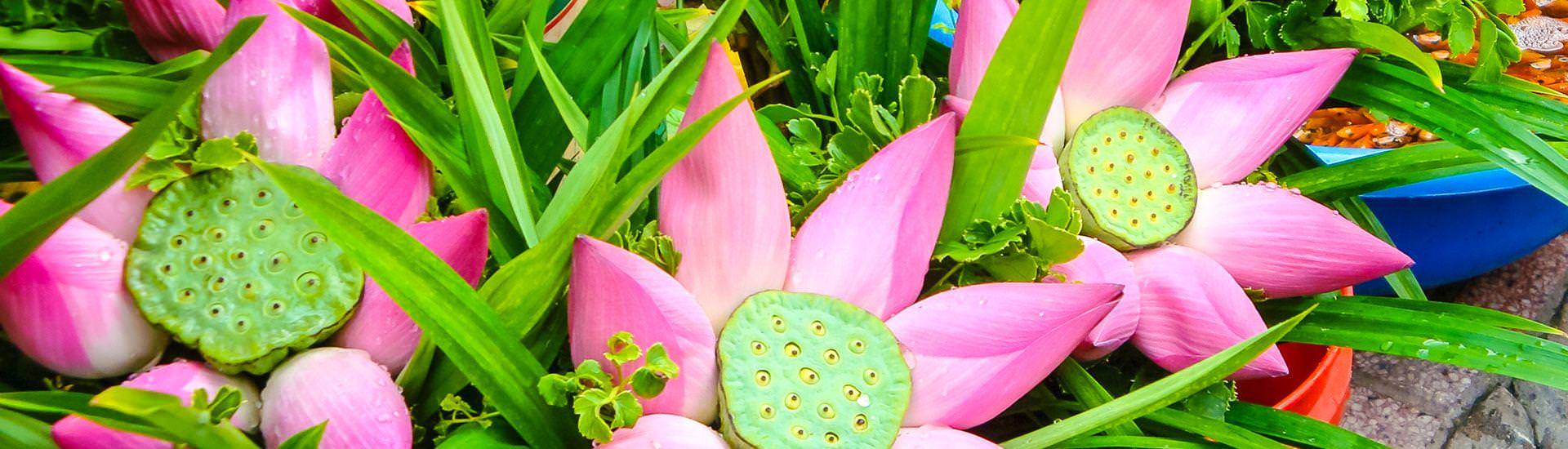 Lotus |  Eva und Michael Schuster / Chamleon