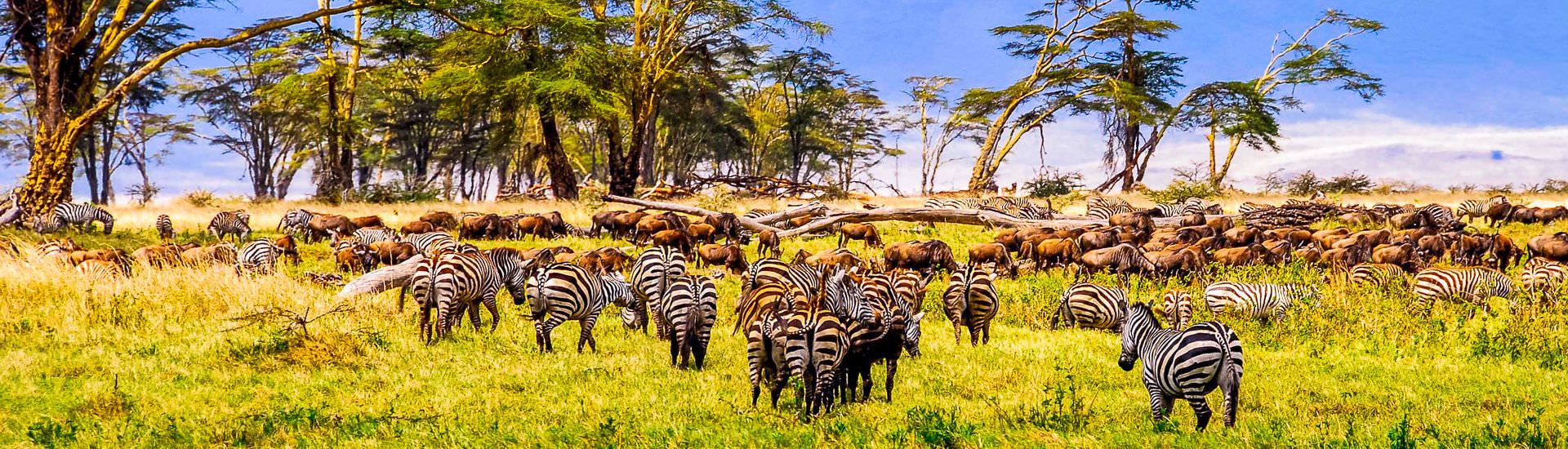 Im Ngorongoro Krater |  brytta, iStockphoto.com / Chamleon