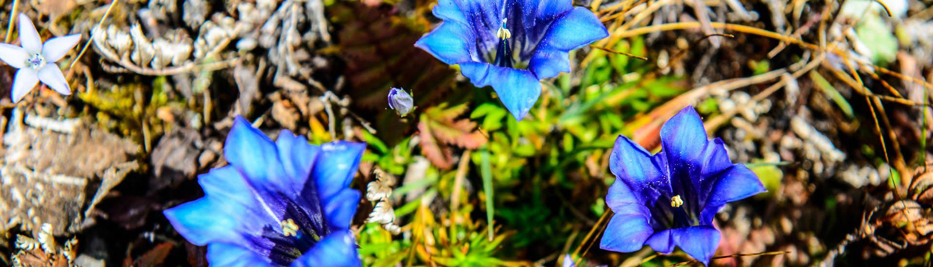 Blaue Blten am Juniper Trek |  Kai-Uwe Kchler, Art & Adventure / Chamleon