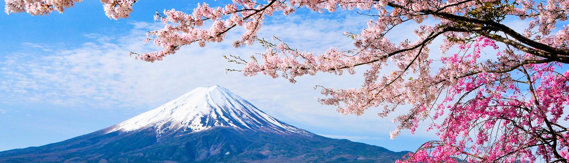 Mount Fuji and Cherry tree |  Goryu, iStockphoto.com / Chamleon