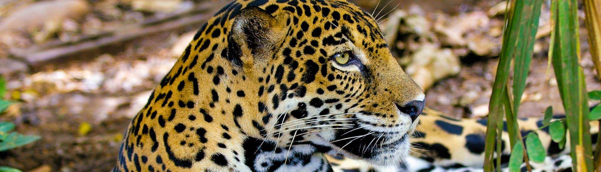 Jaguar |  Mathias Conze, Macopi / Chamleon