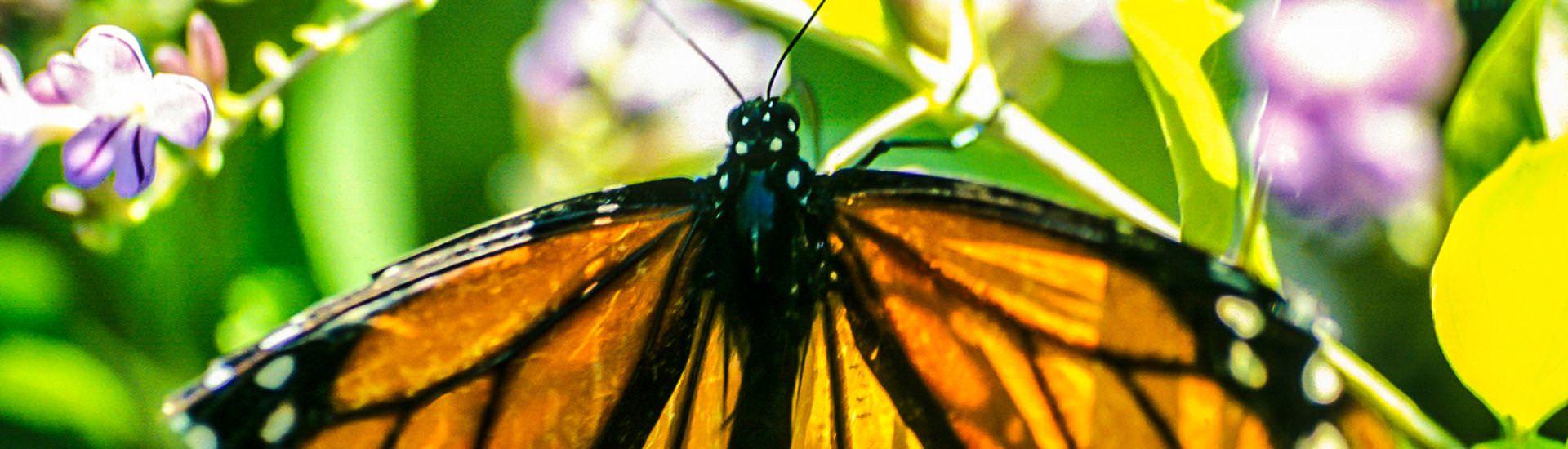 Schmetterling |  Amadeus Travel Agency / Chamleon