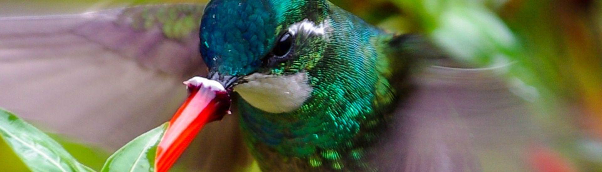 Kolibri | © Amadeus Travel Agency / Chamäleon
