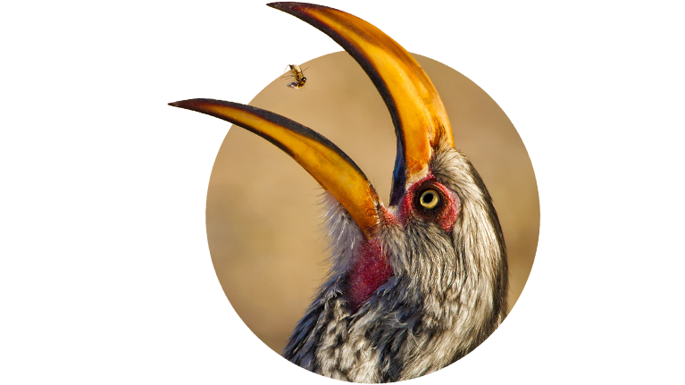 Vogel (© Willem Kruger, GreenScreen / Chamäleon)