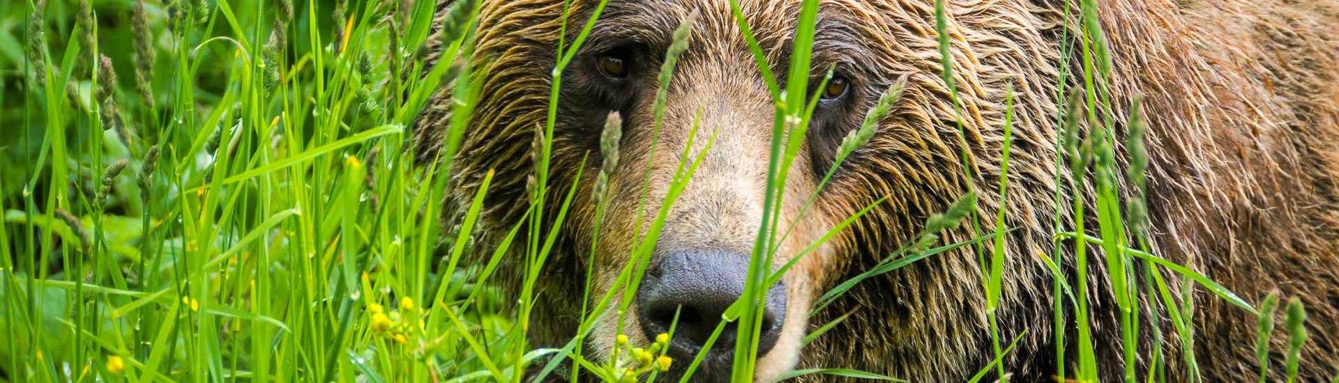 Grizzlybär | 