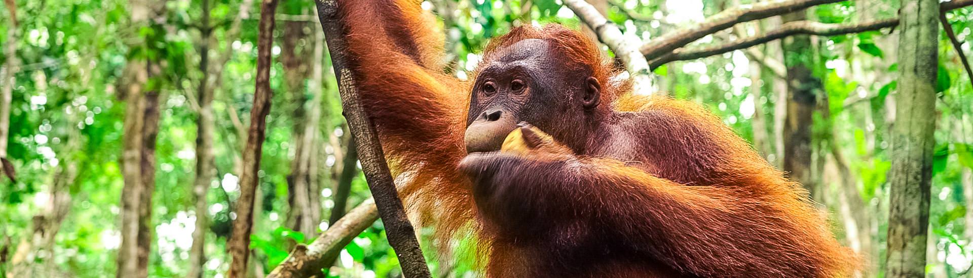 Im Sepilok Orangutan Rehabilitation Centre |  Hannes Schleicher / Chamleon