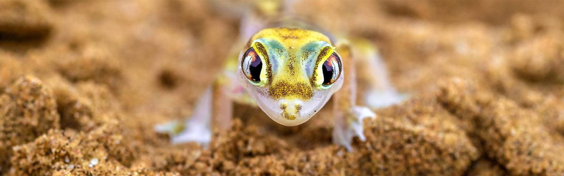 Gecko im Sand |  Peter Pack, Pack Safari / Chamleon