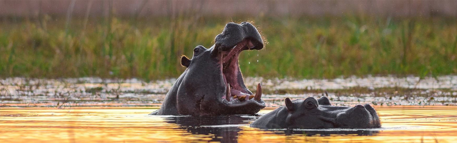 Zwei Hippos im Sonnenuntergang |  Rainer von Brandis, iStockphoto.com / Chamleon