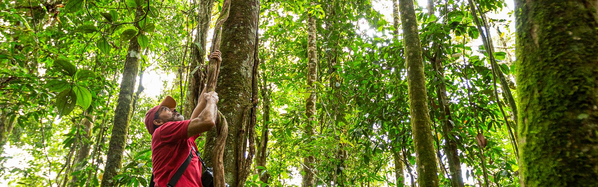 Baumriesen im Regenwald |  Alfonso Tandazo, Surtrek / Chamleon