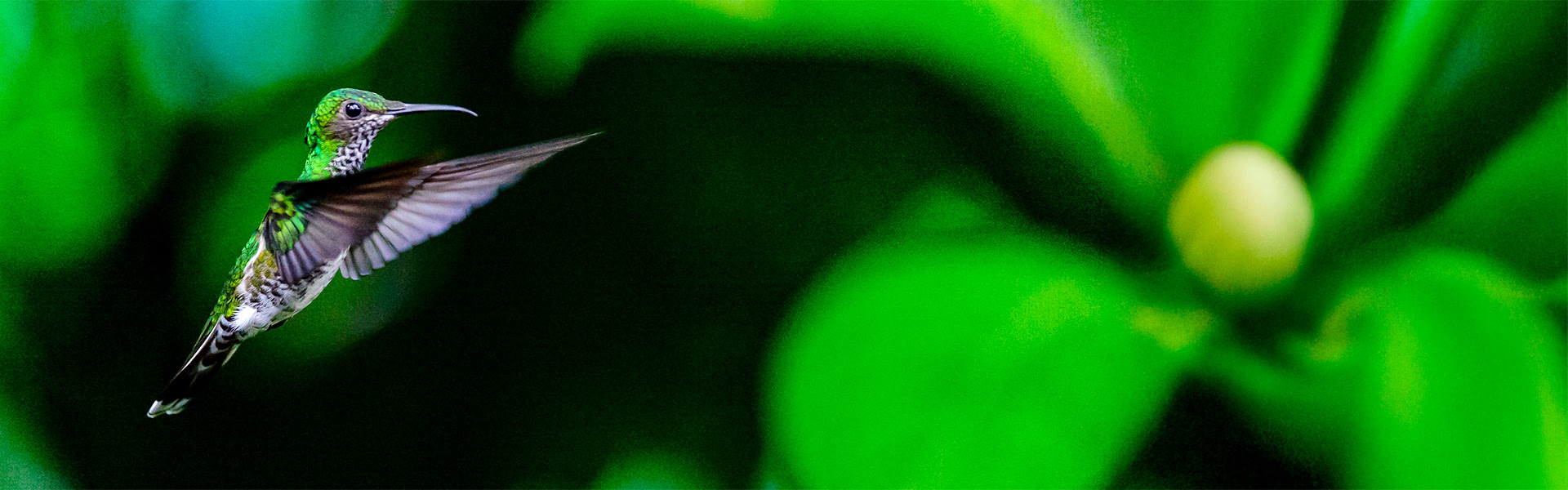 Kolibri |  Kai-Uwe Kchler, Art & Adventure / Chamleon