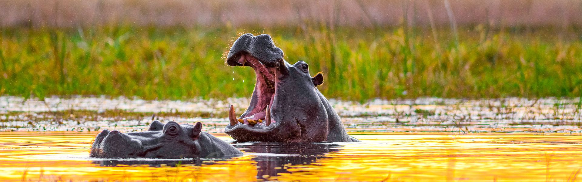 Zwei Hippos im Sonnenuntergang |  Rainer von Brandis, iStockphoto.com / Chamleon
