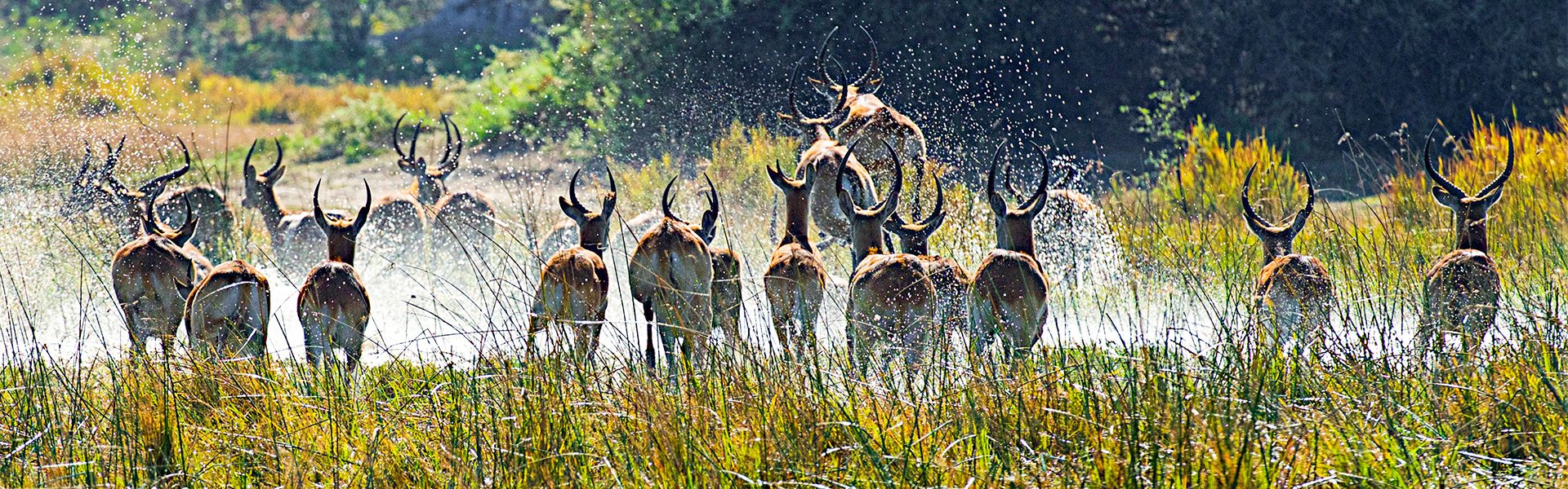 Springbcke in Sicht auf einer Safari in Botswana |  Peter Pack, PackSafari / Chamleon