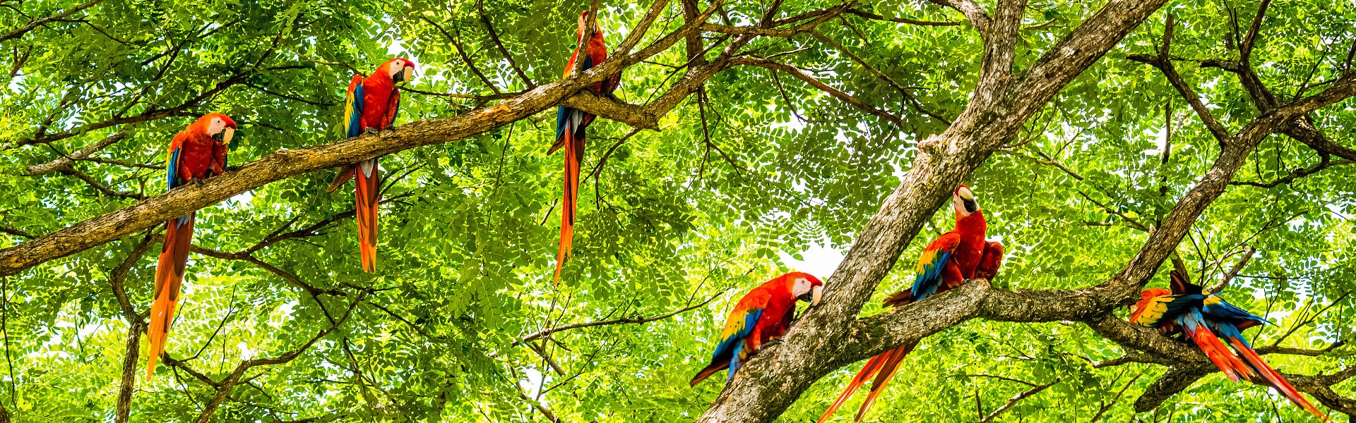 Bunte Vielfalt in Costa Rica (hier: Aras) |  OGphoto, iStockphoto.com / Chamleon