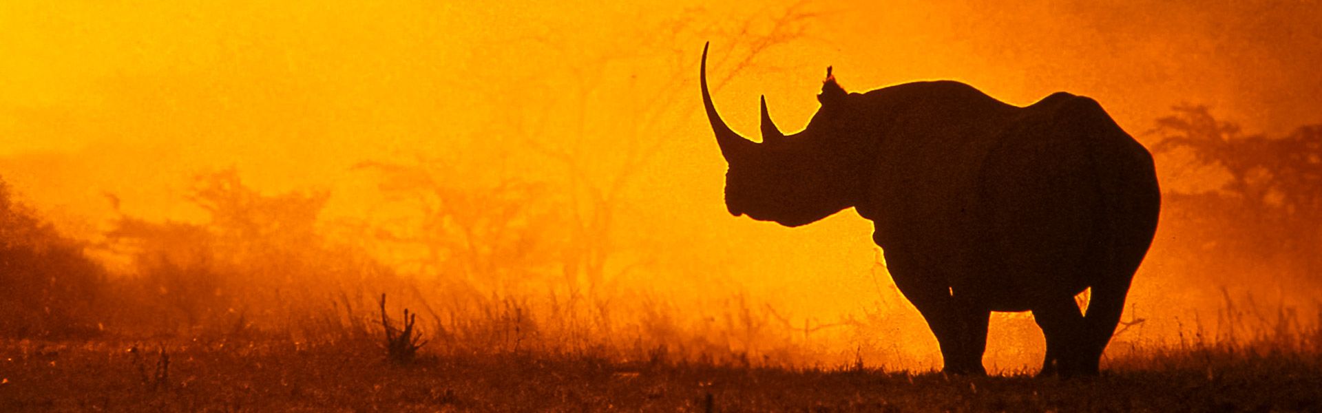 Nashorn im Abendlicht |  Chamleon