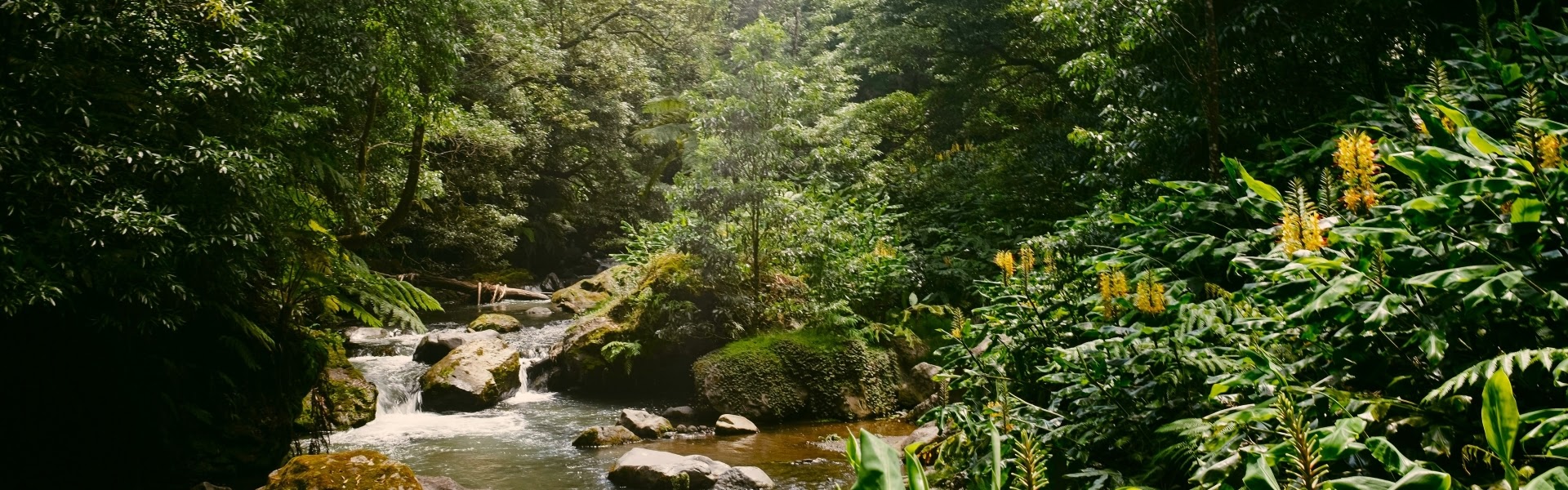 Subtropischer Regenwald in Azoren, Portugal |  Renate Snore, Unsplash.com / Chamleon