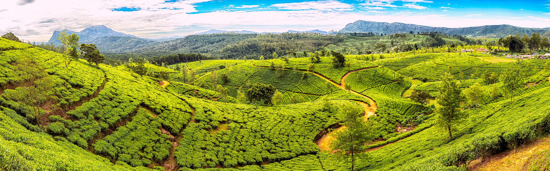 Riesige Teeplantage in Sri Lanka | © fmajor, iStockphoto.com / Chamäleon Riesige Teeplantage in Sri Lanka | © fmajor, iStockphoto.com / Chamäleon