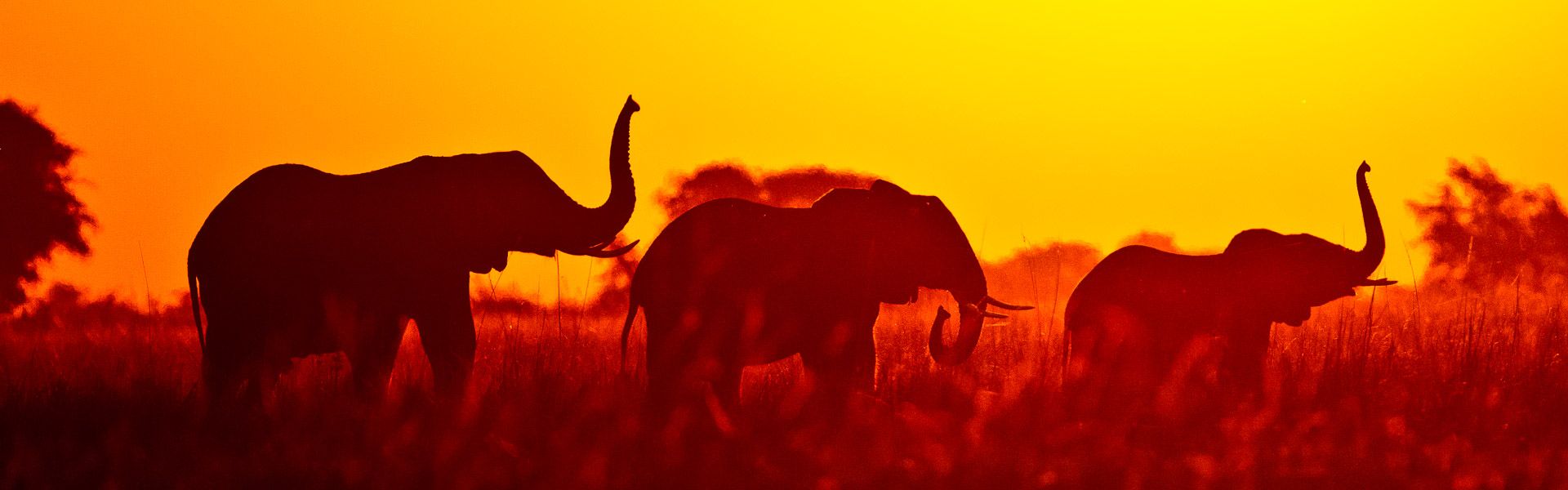 Elefanten im Chobe-Nationalpark |  Tom Varley, Ichobezi Safariboats / Chamleon
