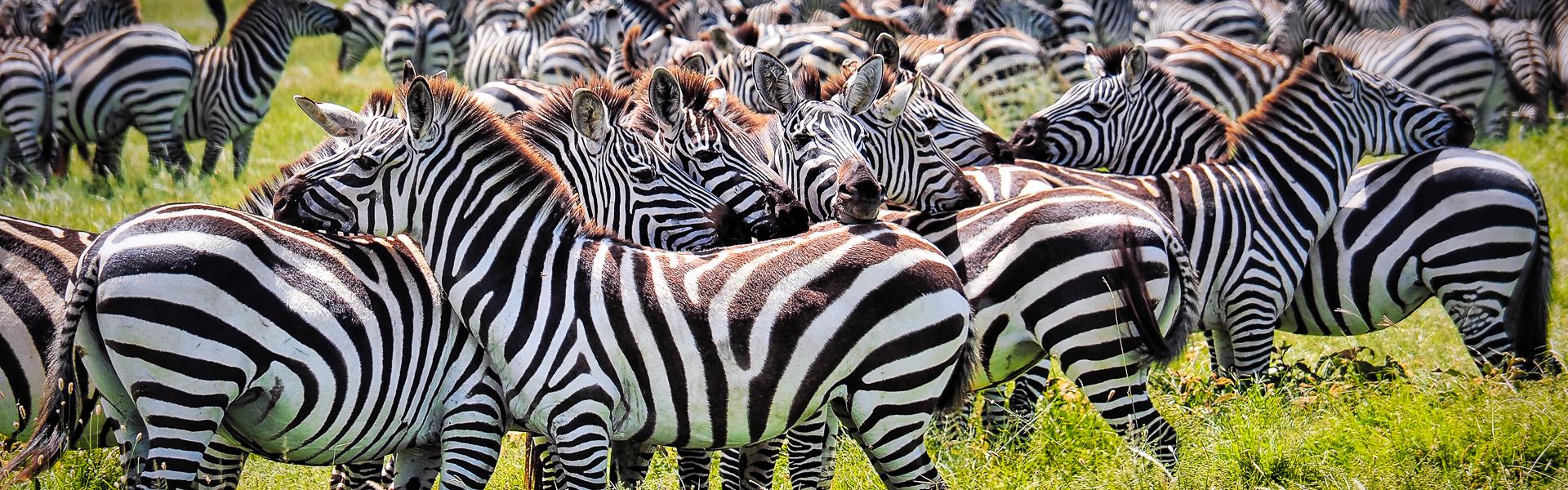 Zebrastreifen |  Britta Lux / Chamleon