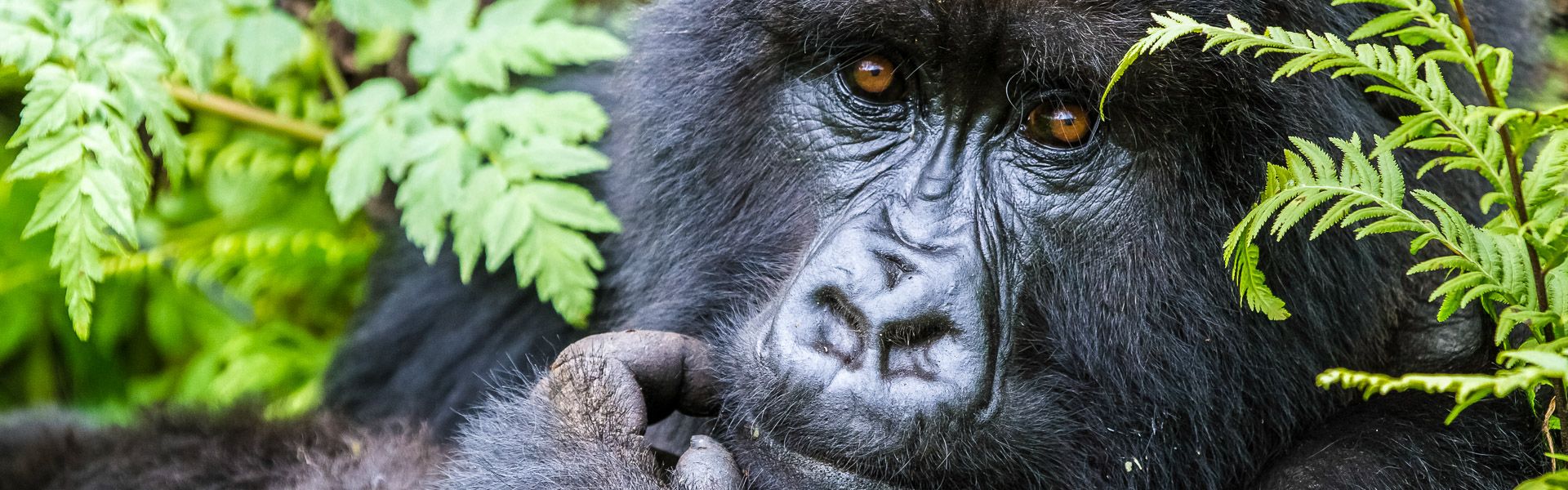 Portrait eines Gorillas |  Holger Wagenbreth / Chamleon