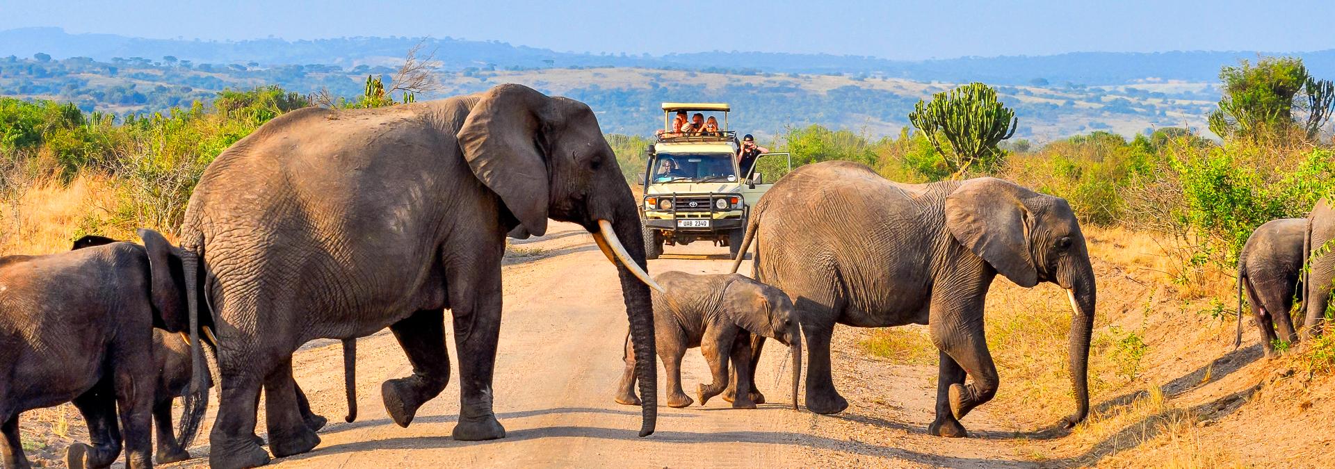 Hier haben Elefanten Vorfahrt |  Dieter Gerhards / Chamleon