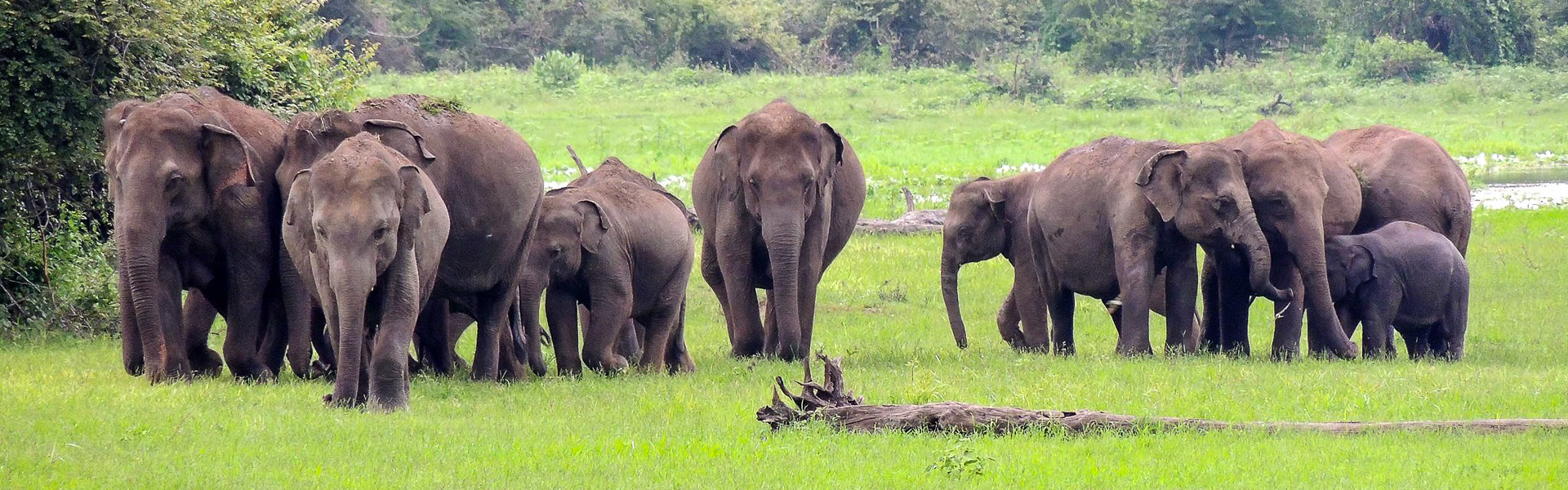 Elefanten in sch?ner Landschaft |  Orange Elephant / Chamleon
