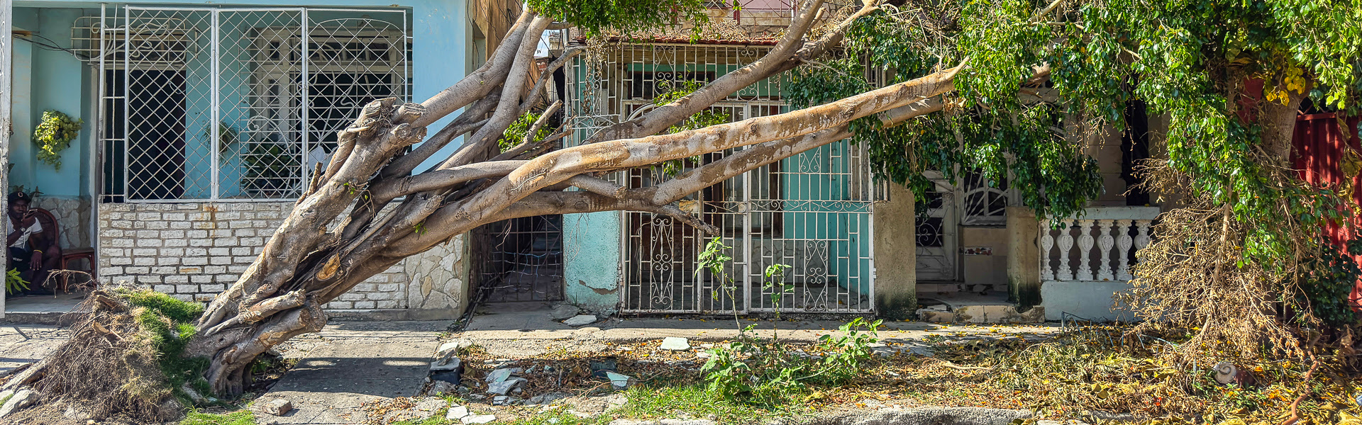 Umgekippter Baum in einer Strae |  Camaquito / Chamleon