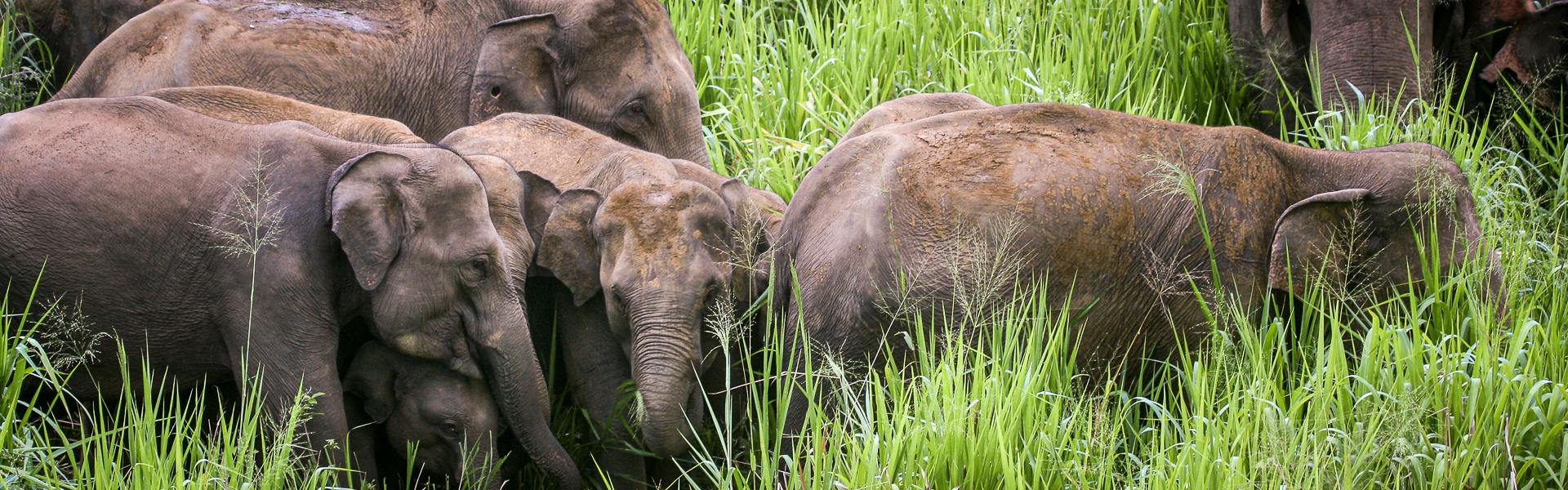 Elefantenherden ziehen durch die Landschaft |  NKAR Travels & Tours / Chamleon