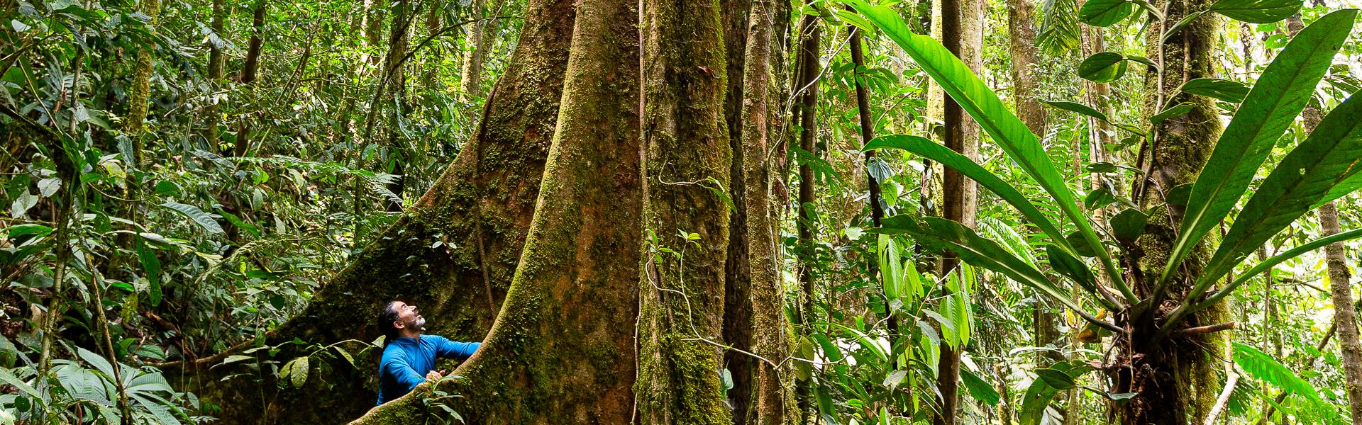 Baumriese mit Brettwurzel im Regenwald |  Alfonso Tandazo, Surtrek / Chamleon