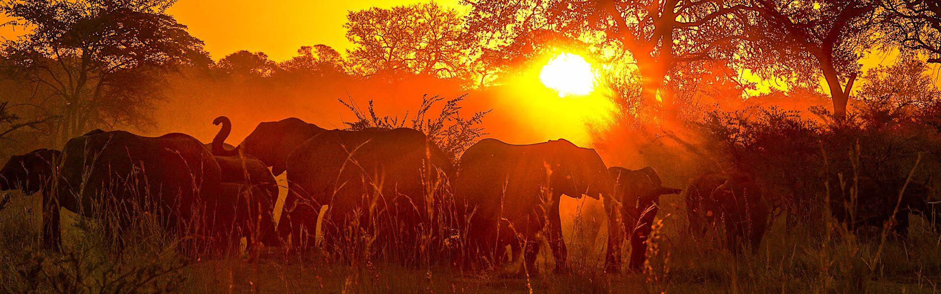 Sundowner mit Elefanten |  Peter Pack, Pack Safari / Chamleon