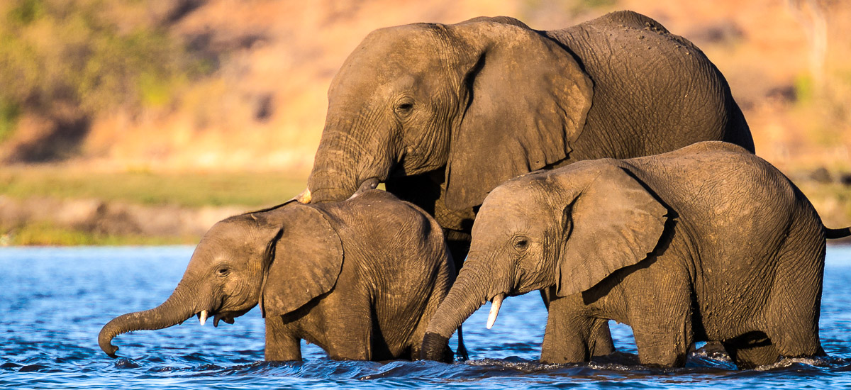  Botswana, Simbabwe und Namibia Moremi Afrika Erlebnis-Reisen