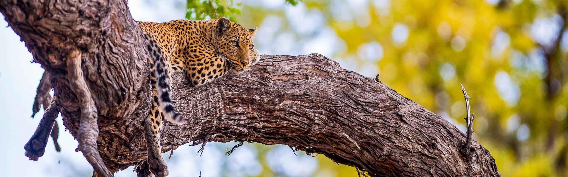 Leopard auf Baum |  Bruce Taylor, Sunway Safaris / Chamleon