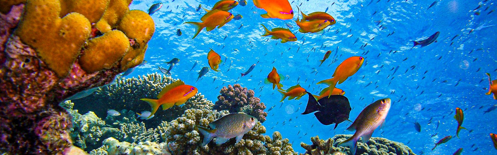 Unterwasserwelt im Roten Meer |  joakant, Pixabay / Chamleon