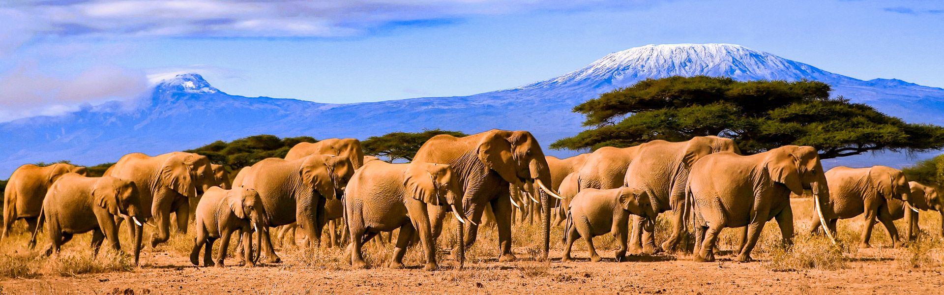 Afrikanische Elefanten vor dem Kilimanjaro |  104kelly, iStockphoto.com / Chamleon